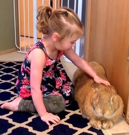 Illustration de l'article : Un lapin de compagnie gigantesque fait presque la même taille que sa soeur humaine de 3 ans !